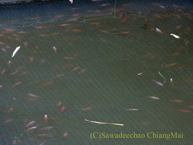 チェンマイのピン川に造られた養魚場の魚