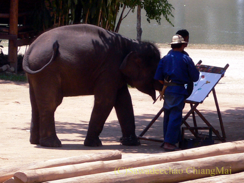タイのラムパーンにある国立象保護センターのエレファントショーで絵を描く象