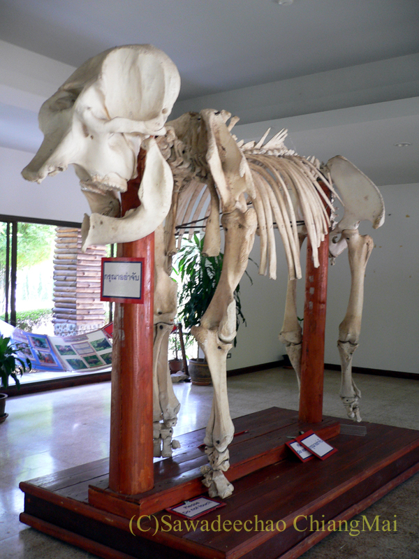 タイのラムパーンにある国立象保護センターの象の標本