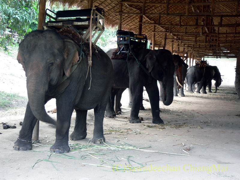 タイのラムパーンにある国立象保護センターの象乗り場