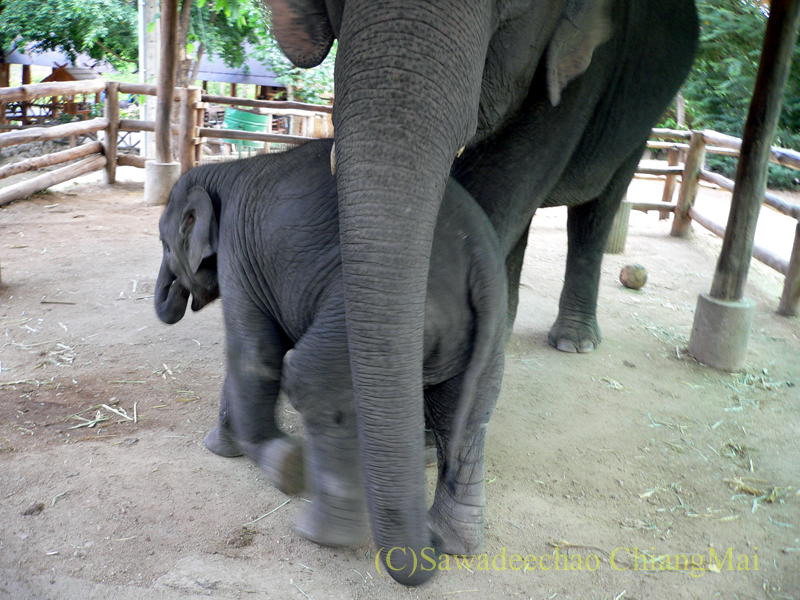 タイのラムパーンにある国立象保護センターの親子象