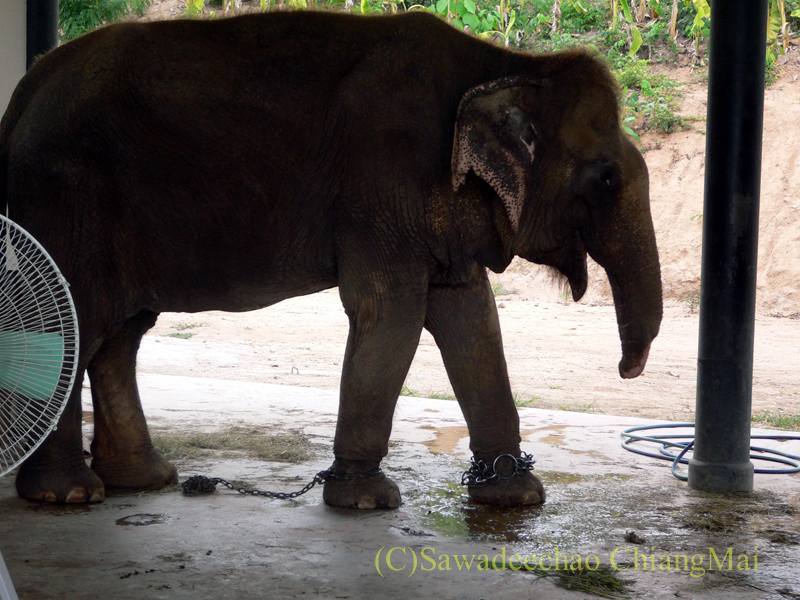 タイのラムパーンにある国立象保護センターの鼻をけがした象