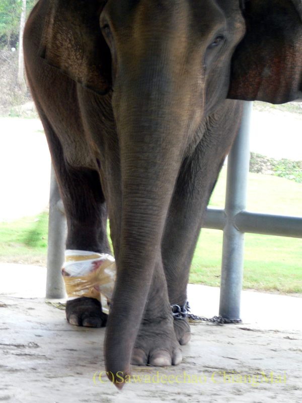 タイのラムパーンにある国立象保護センターの足にけがをした象