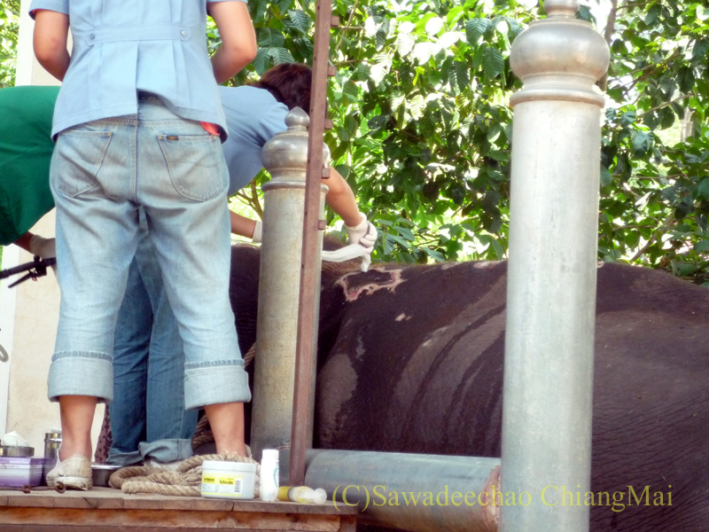タイのラムパーンにある国立象保護センターの象病院のけがをした象