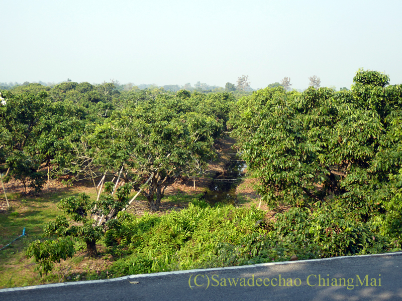 チェンマイのピン川右岸の道から見たラムヤイ畑