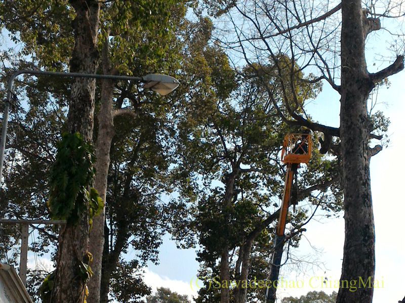 チェンマイ－ラムプーン街道でのヤーンの巨木の剪定風景