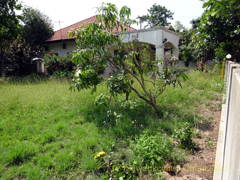 チェンマイ北部郊外の庭が広い一戸建ての庭の反対側