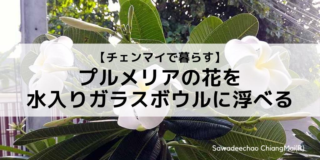 チェンマイの自宅でプルメリアの花を水を張ったガラスボウルに浮べる