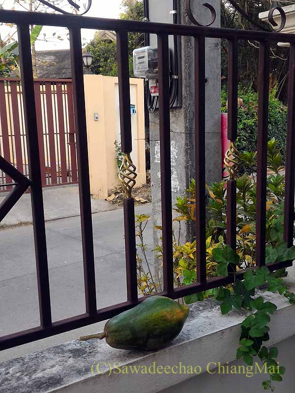 チェンマイの自宅の塀の鉄格子とパパイヤ
