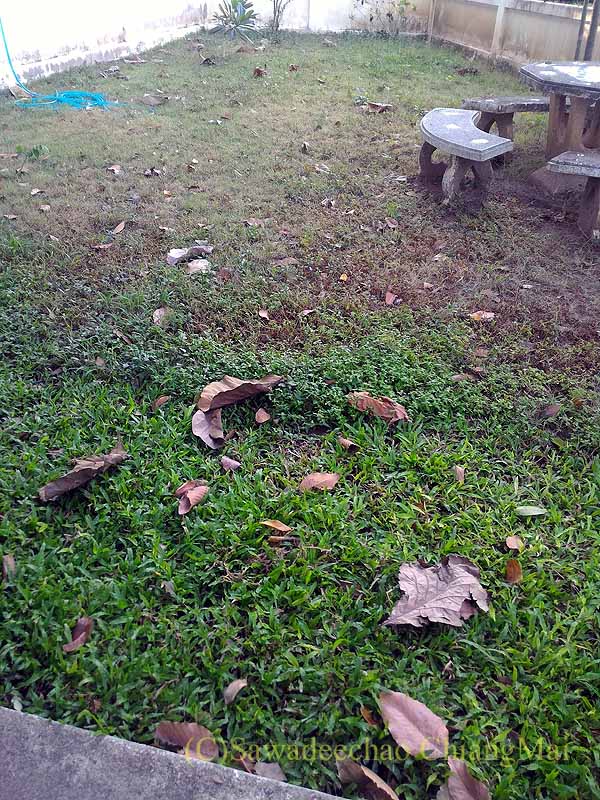 チェンマイの自宅の庭に降って来た落ち葉