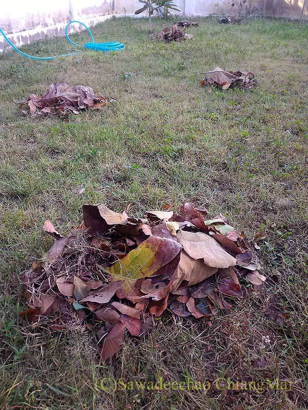 チェンマイの自宅の庭に降って来た落ち葉を集めて作った小山