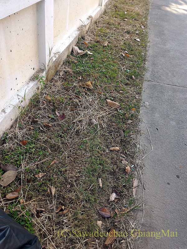 チェンマイの自宅の塀と道路の間に降って来た落ち葉