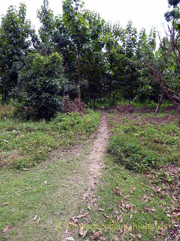 チェンマイのウィアンクムカーム遺跡の昔のピン川の跡への道
