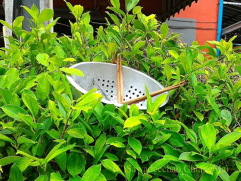 チェンマイの家の前の植木鉢の上での食器乾燥