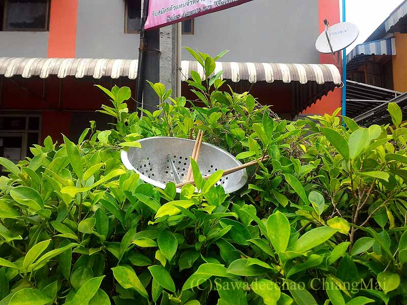 チェンマイの植木を利用した食器乾燥