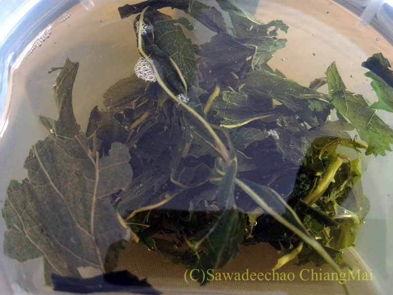 チェンマイで買った桑の葉茶を淹れたティーポット