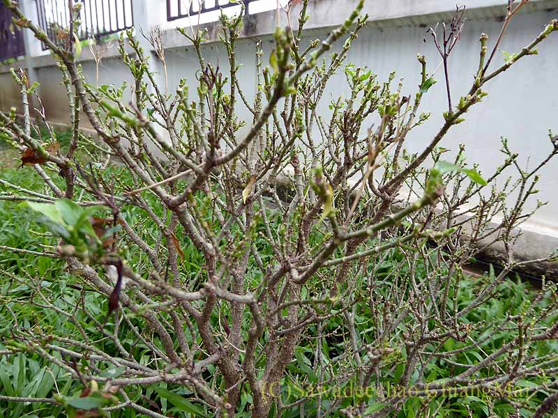 チェンマイの自宅の庭の葉がないジャスミンの木