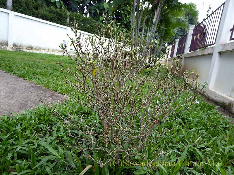 チェンマイの自宅の庭のジャスミンの木