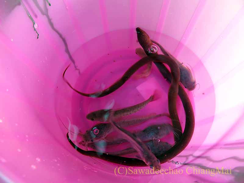 ワットチャイモンコンの放生用の魚