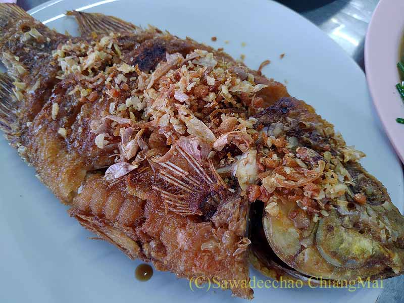 チェンマイの大衆中華ティパロット(味露飯店)の魚のニンニク揚げ
