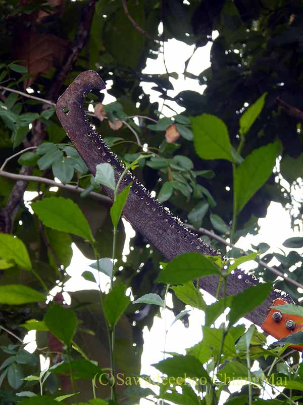 高枝切りバサミ
