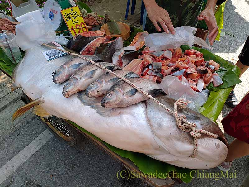 ワットパーターンの定期市