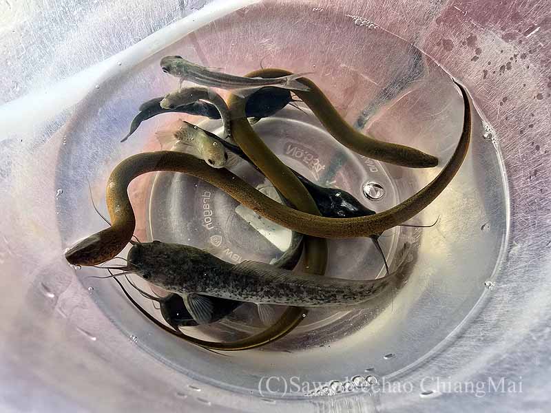 チェンマイの放生用の魚